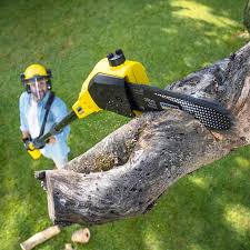 Best Organic Lawn Care Solutions  in Salisbury, MO